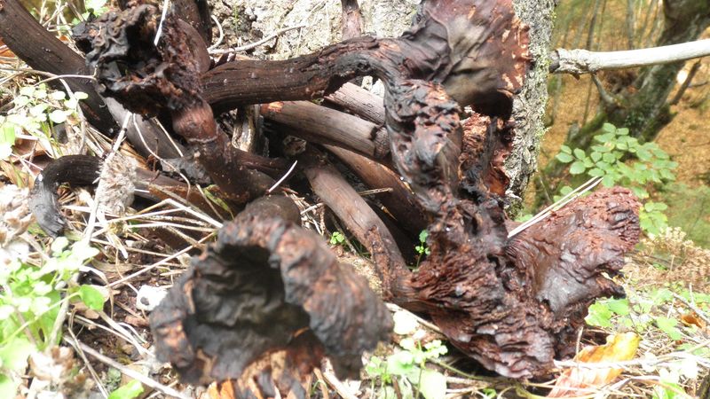 fungo nero dalla Grecia(forse  Craterellus cornucopioides)